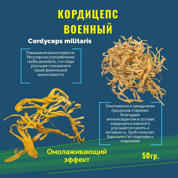 Кардицепс вооруженный Cordyceps militaris - купить с доставкой по ...