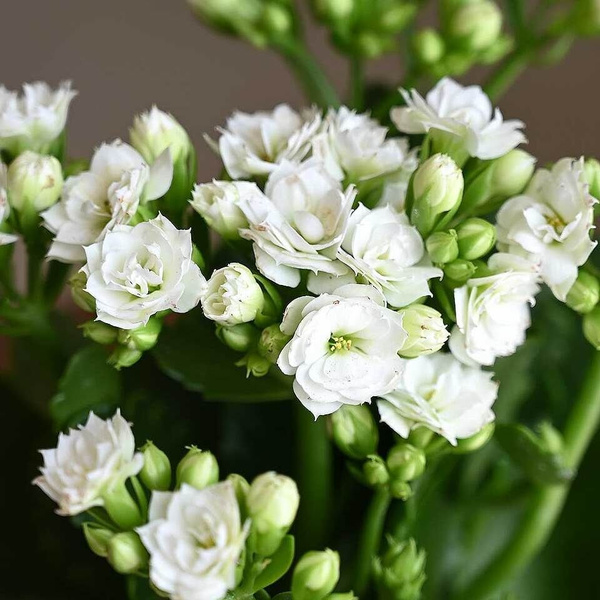 Каланхоэ Exotica, 6 дм, 1 шт - купить по выгодной цене в интернет ...