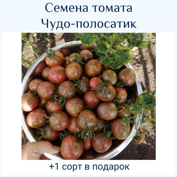 Томаты томаты черри_Чудо-полосатик - купить по выгодным ценам в ...