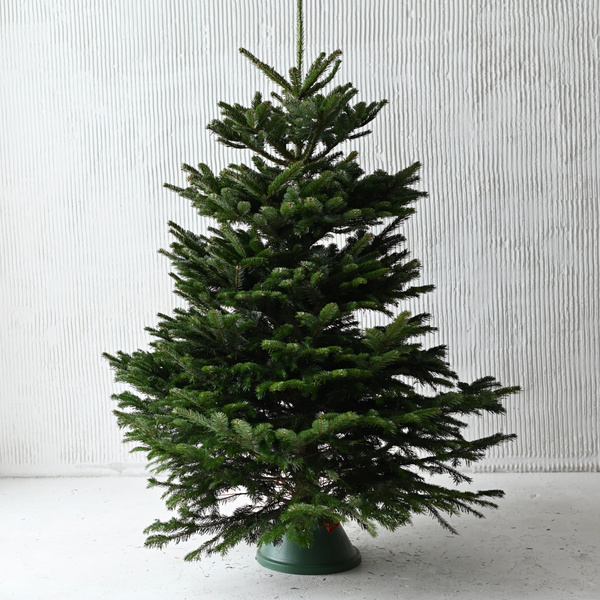 Йолка Елка живая, 150-175 см - купить с доставкой по выгодным ценам в ...