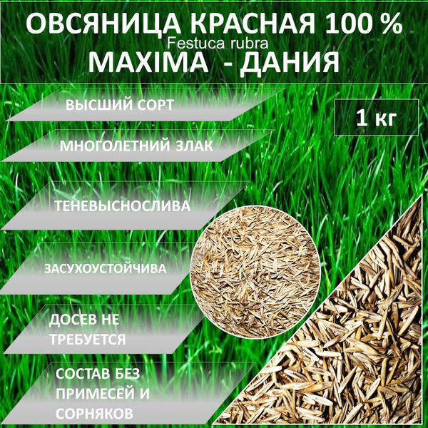 Овсяница, Овсянница Гагарин Агро Газон 100 % Овсяница красная MAXIMA ...
