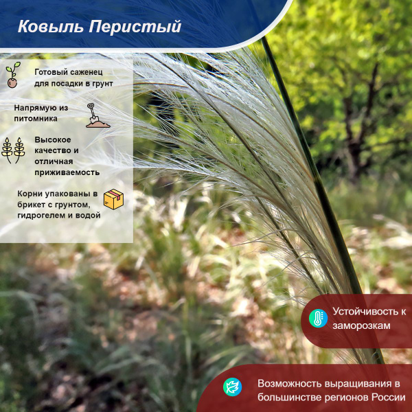 Ковыль Перистый - купить с доставкой по выгодным ценам в интернет ...