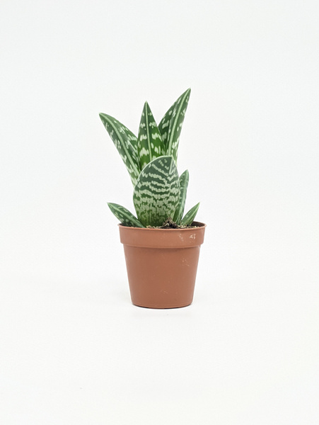 Алоэ Вариегата пестрое или тигровое / Aloe Variegata / диаметр горшка ...