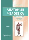 Анатомия человека. Учебник в 2-х томах. Том 2 - Сапин М. Р., Никитюк Д. Б.,