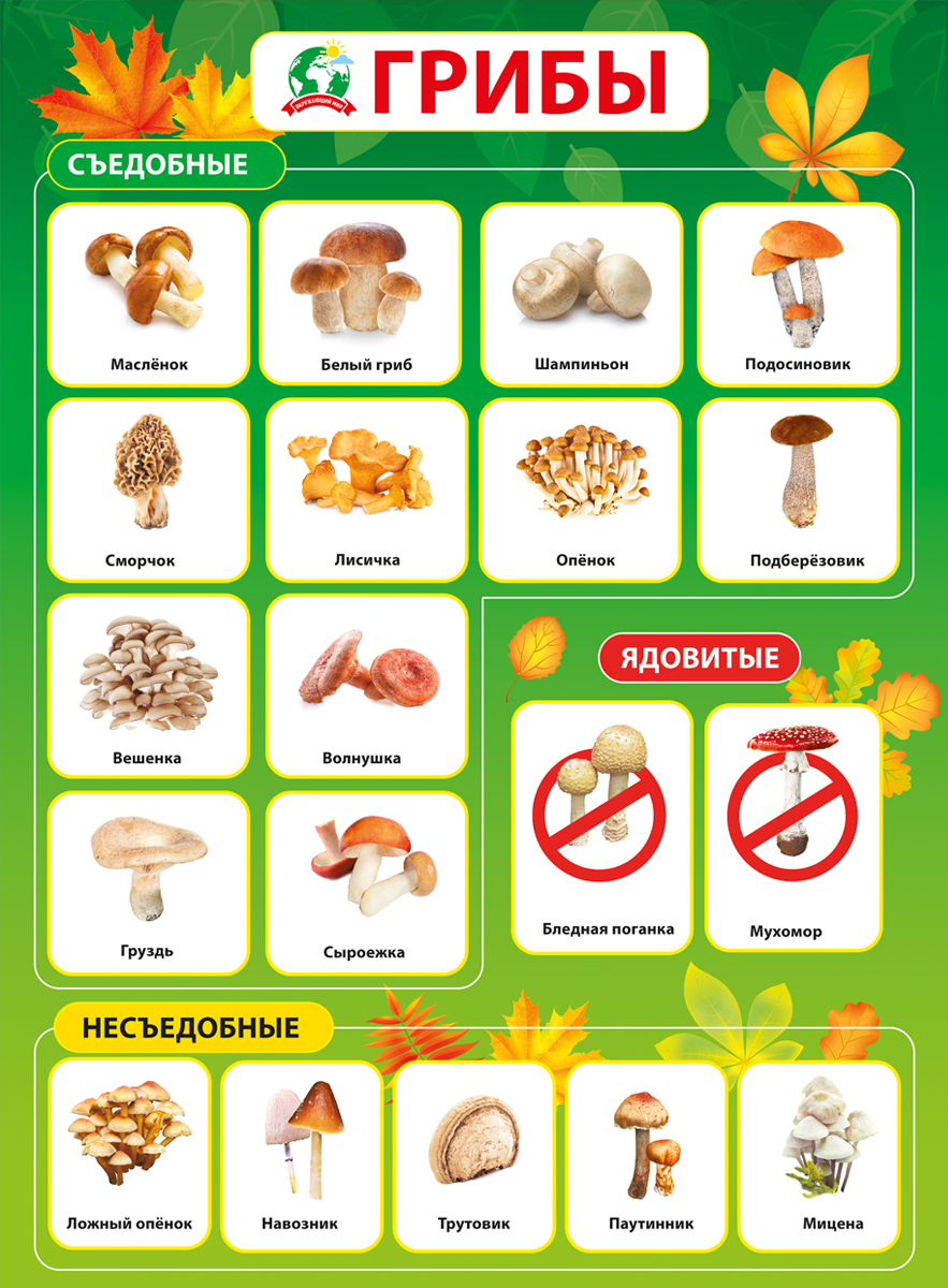 Плакат грибы для детского сада