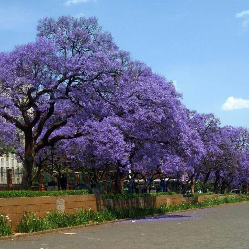 павловния листья фото