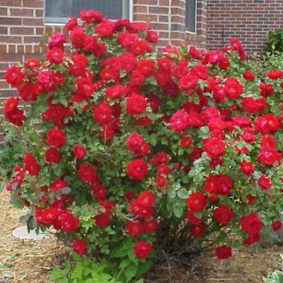 Канадская роза шамплейн фото и описание