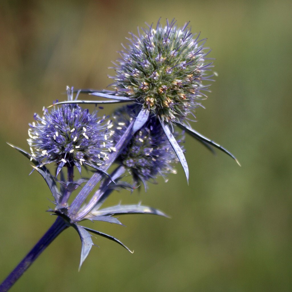 Синеголовник фото. Синеголовник (Eryngium). Чертополох синеголовник. Синеголовник плосколистный (Будяк синий, чертополох). Синеголовник полевой.