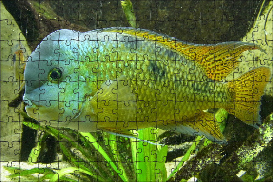 Зеленая рыба. Зелёная рыба фото. Животное в аквариум.