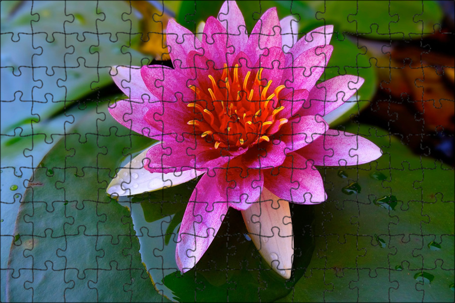 Флора цветок как выглядит Магнитный пазл 27x18см."Lotus, пруд, водяная лилия" на холодильник - купить в ин