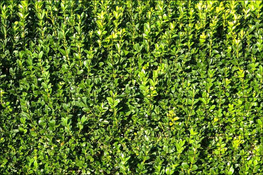 Free Images : nature, wood, texture, leaf, flower, food, spring, green, herb, pr
