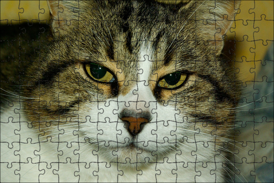 Лицо кота