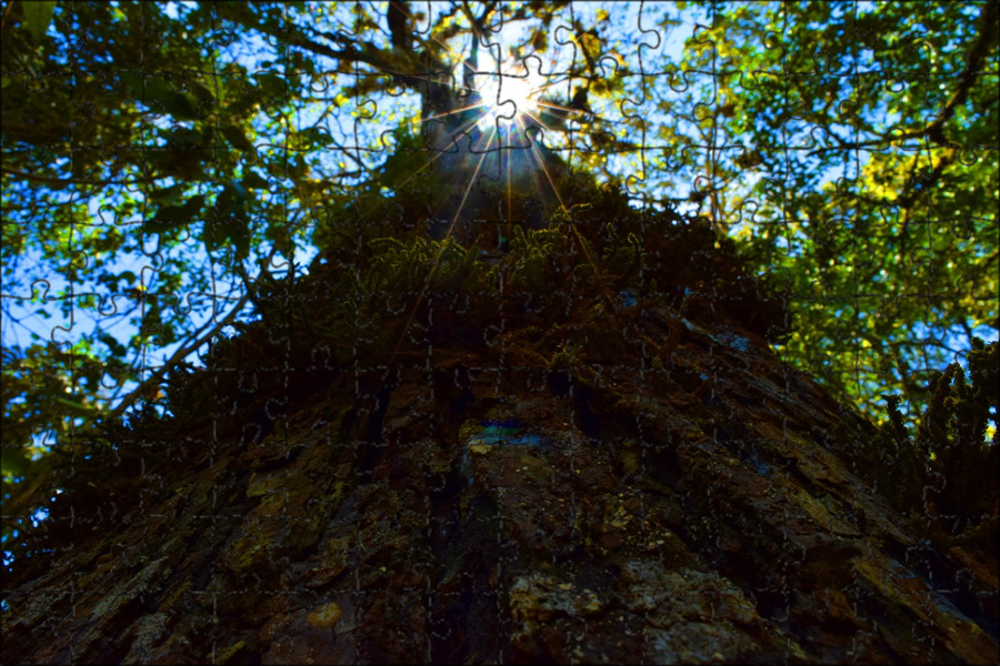 The sun through the trees. Тень от дерева. Освещенное дерево. Тень сквозь деревья. Тень дерева фото