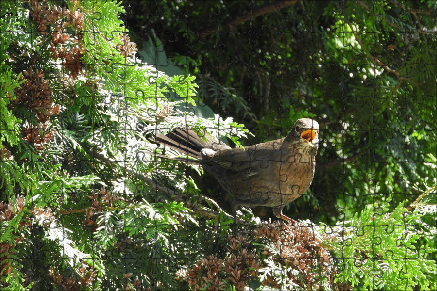 Попугай тукан. Коричнево зеленые птички. Желтоклювый тукан. Birds bill. Birds bill.