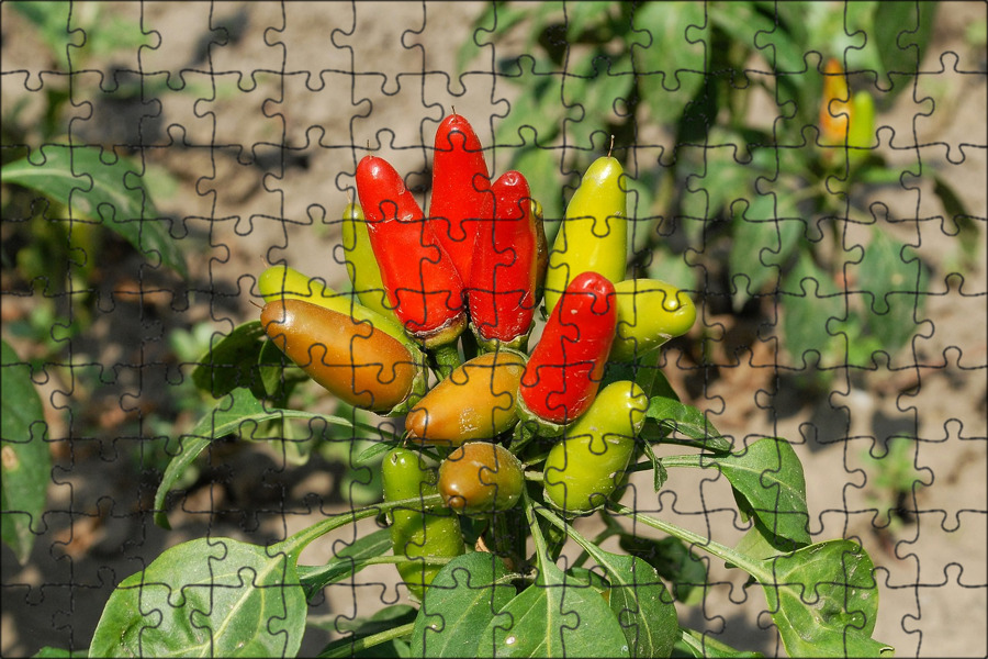 Редис красный великан. Мангольд корень. Черри минибел. Смородина в корзинке. Редис красный великан длинный.