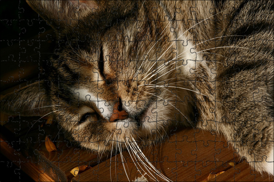 Кот дремота