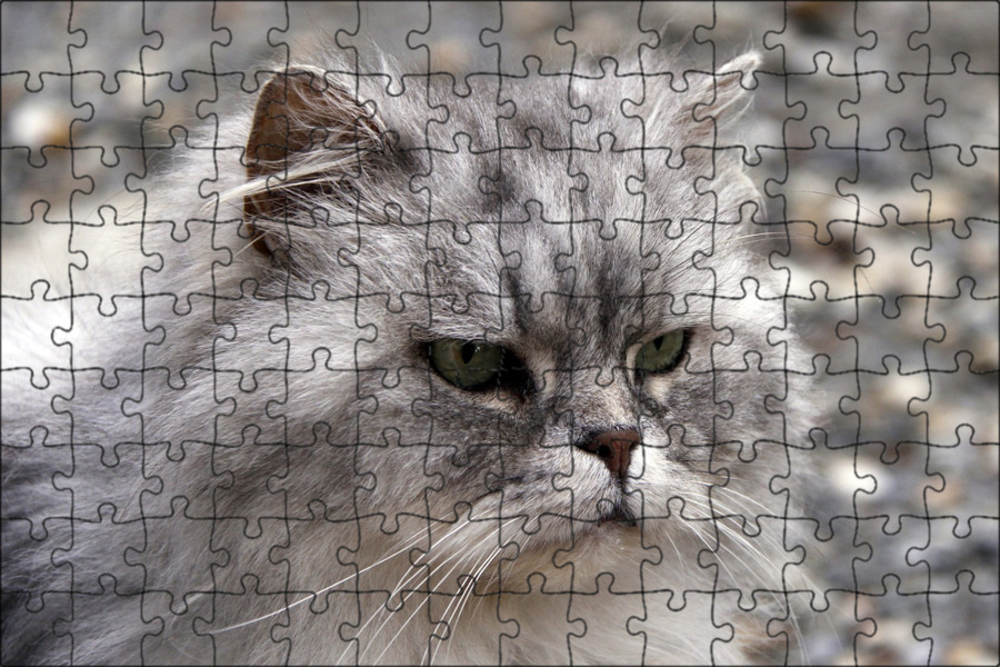 Игра серый кот. Пазлы с серым котом. Пазл 2 серых кота. Картинка серый кот Аква мозайка.