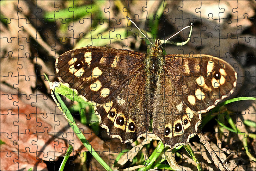 мотыльки в лесу. полярная бабочка перламутровка. огромная бабочка в лесу. мотыльки в лесу. бабочка голубянка лесная.