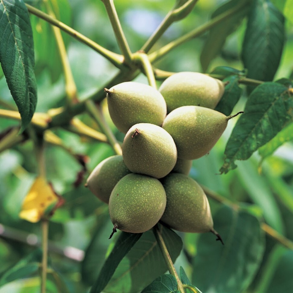 Орех маньчжурский (Juglans mandshurica)