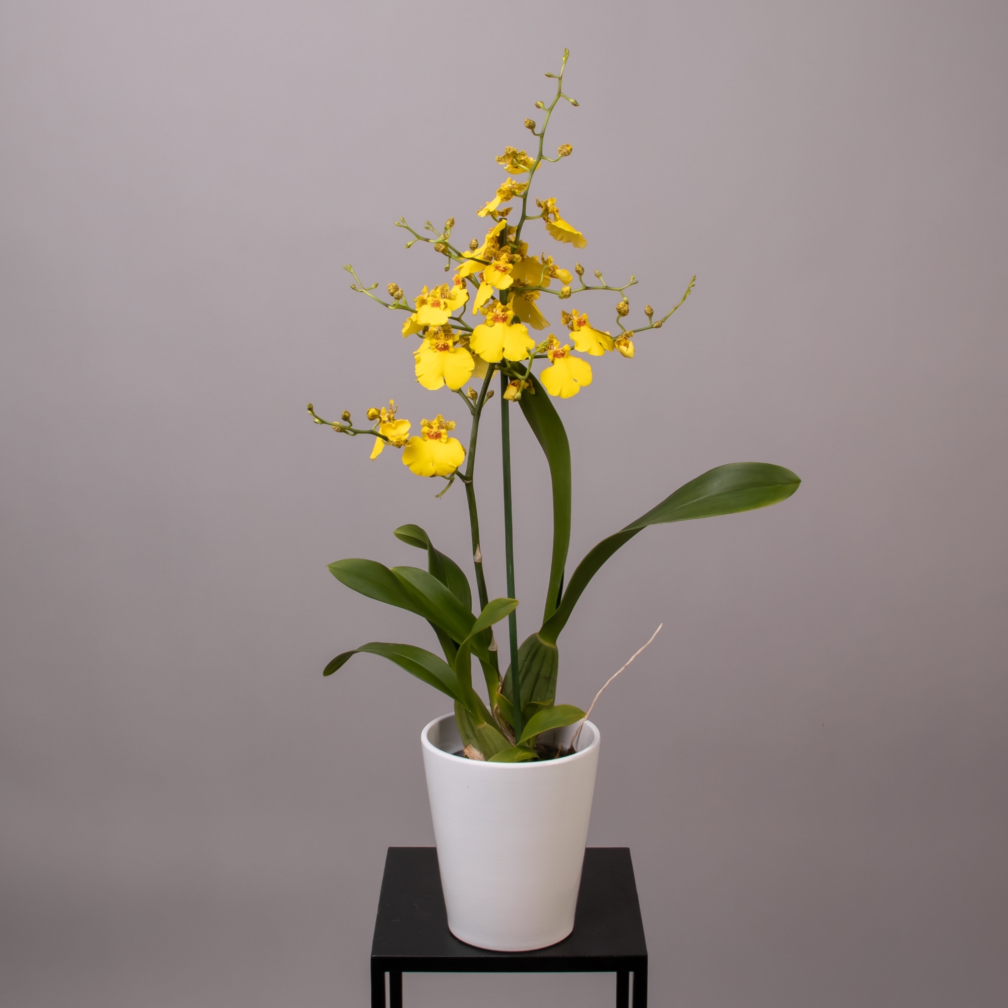 онцидиум орхидея фото уход и содержание