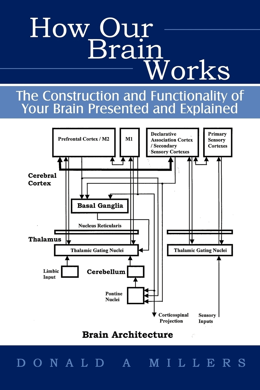 How brain works. How our Brain works.