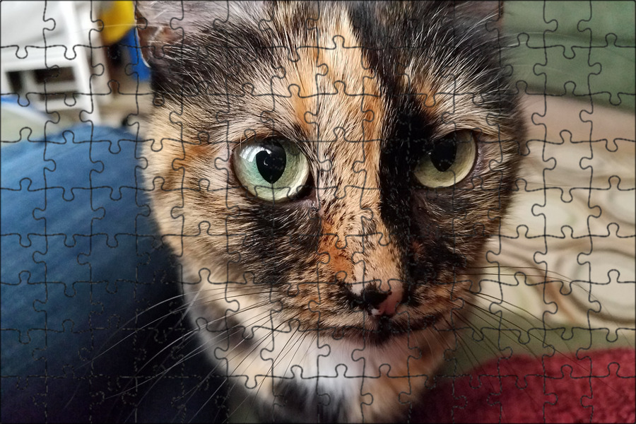 Shell cat
