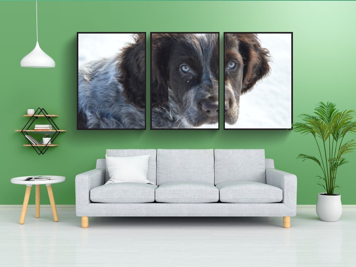 Постер собаки. Постеры с собаками. Плакаты с собаками. Мини постеры для собак. Ретро постеры с собаками.