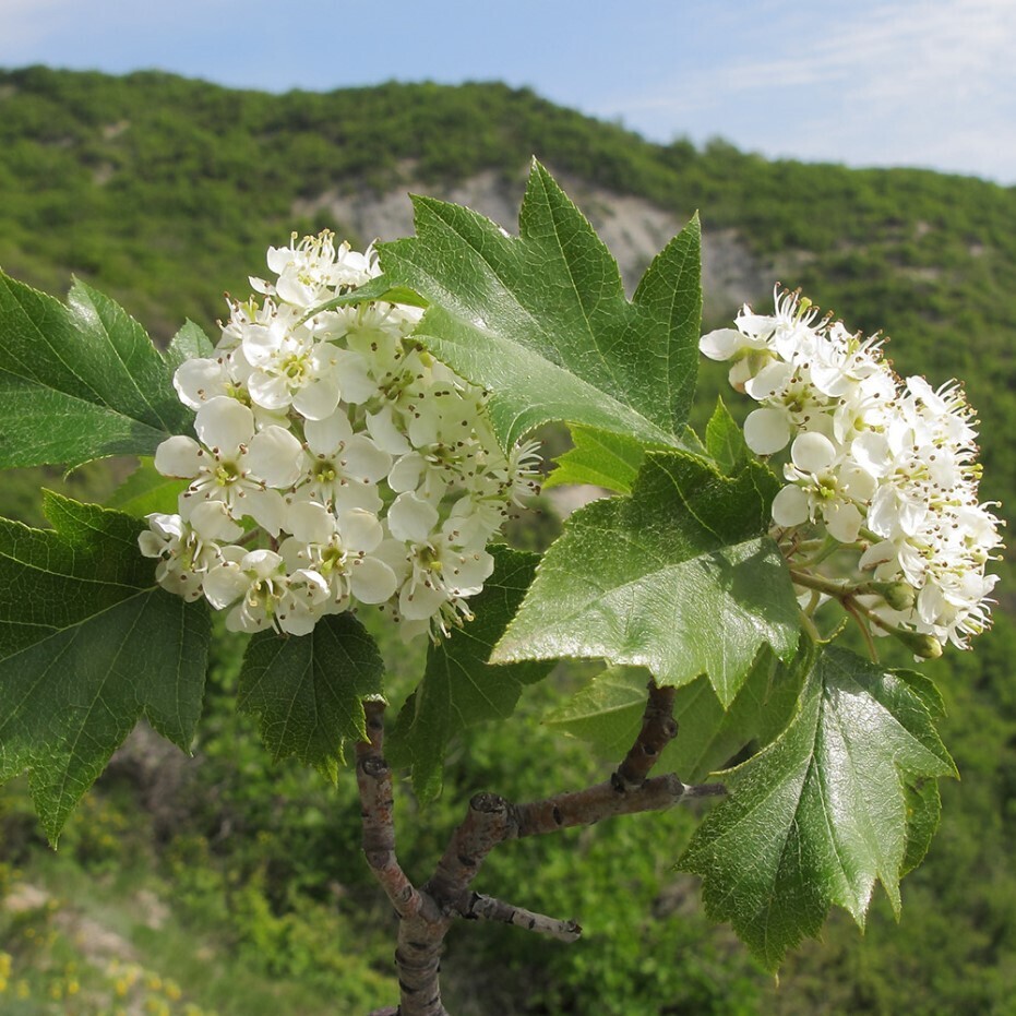 Рябина глоговина Sorbus torminalis