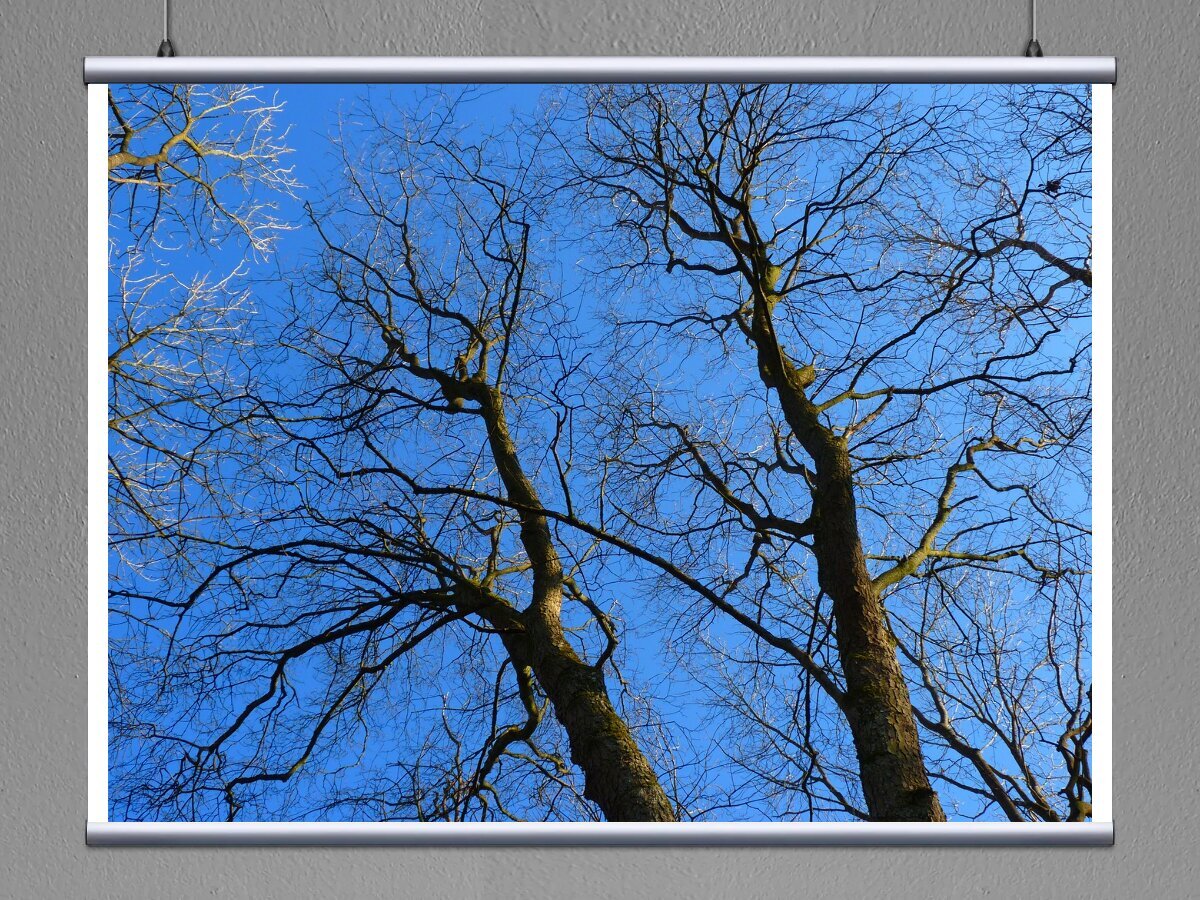 Синее дерево. Листва деревьев. Голубая ветка дерева. Дерево без листьев на голубом фоне. Дерево с синим стволом.
