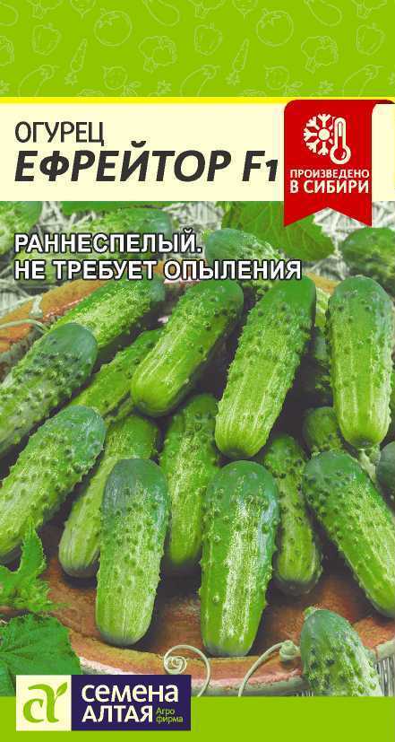 Семена алтая огурцы подкормка. Огурцы партенокарпические семена Алтая. Огурец ефрейтор f1 семена Алтая ц. Огурец пять звезд f1. Сорт огурцов ефрейтор.