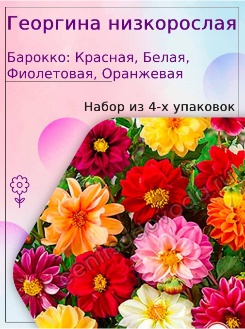 Купить Семена Низкорослых Цветов