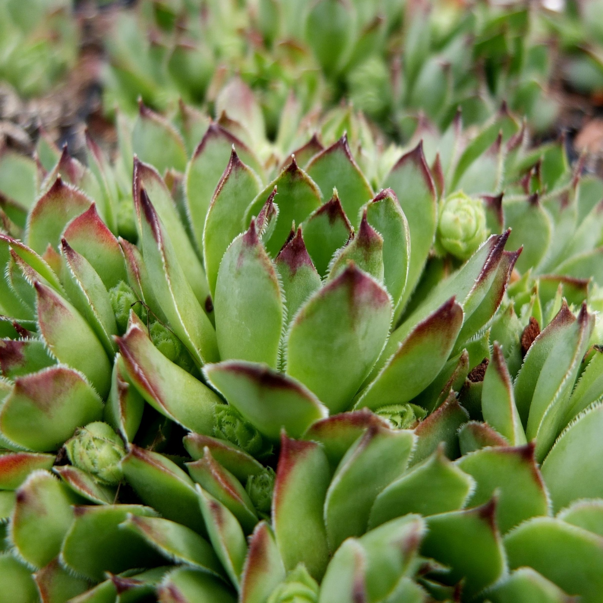 Молодило. Семпервивум молодило. Молодило (Sempervivum). Молодило Sempervivum Silberkarneol. Молодило Sempervivum Cassiopea.