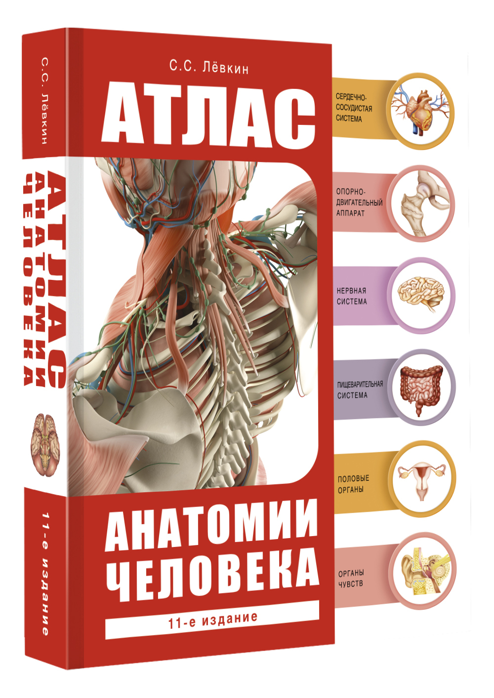 Современное пособие. Художественный атлас по анатомии. Лучший атлас по анатомии человека. Атлас анатомии человека. Том 2 1979. Атлас человеческих органов.