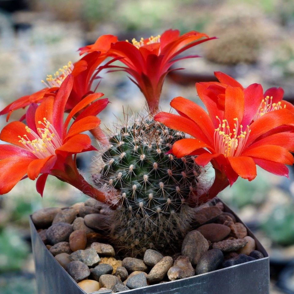 Aylostera albiareolata