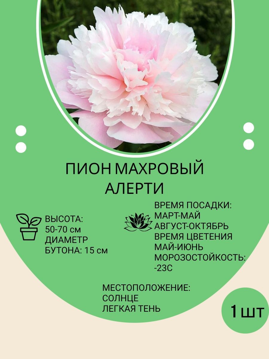 Корневища Пионов Купить В Интернет Магазине