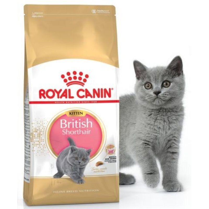 Корм для шотландских котят. Корм для котят Роял Канин. Корм Роял Канин для британцев. Роял Канин сухой корм Бритиш. Корм Royal Canin для британских короткошерстных кошек.