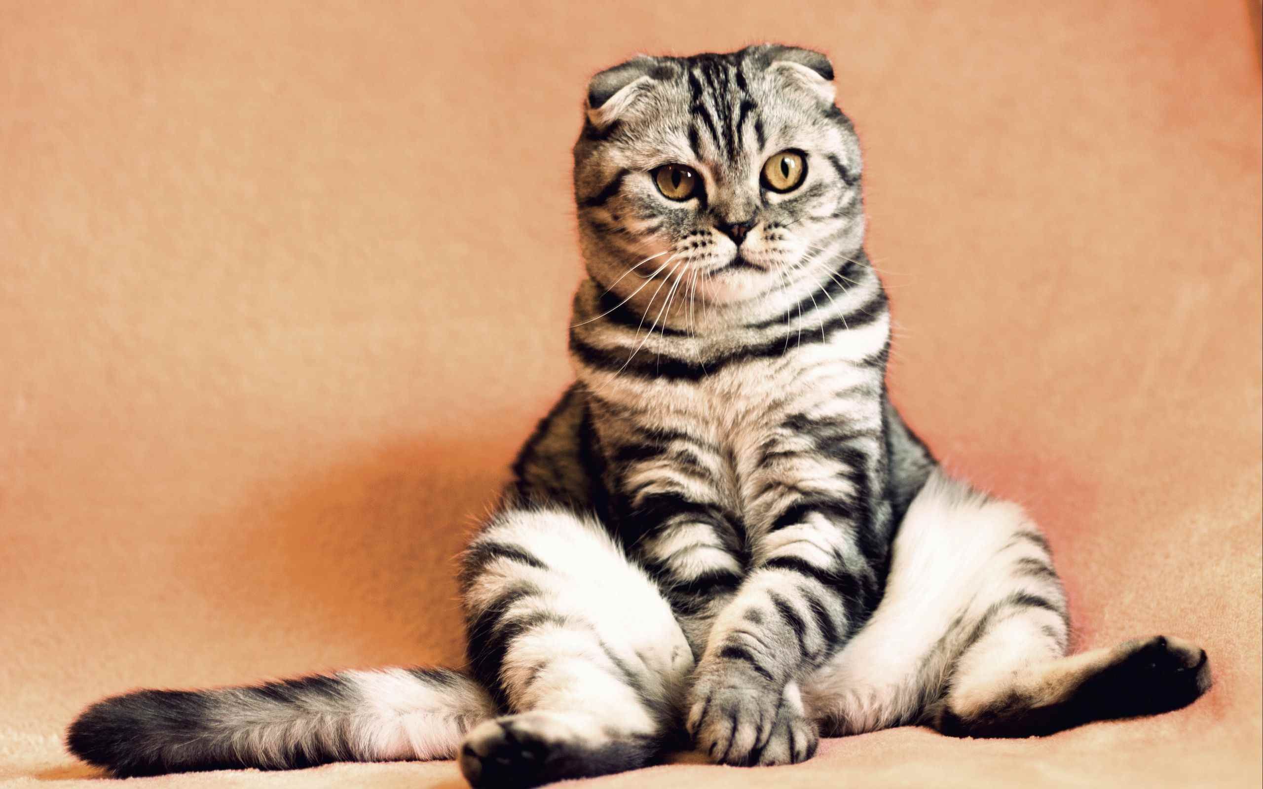 Шотландка кошка