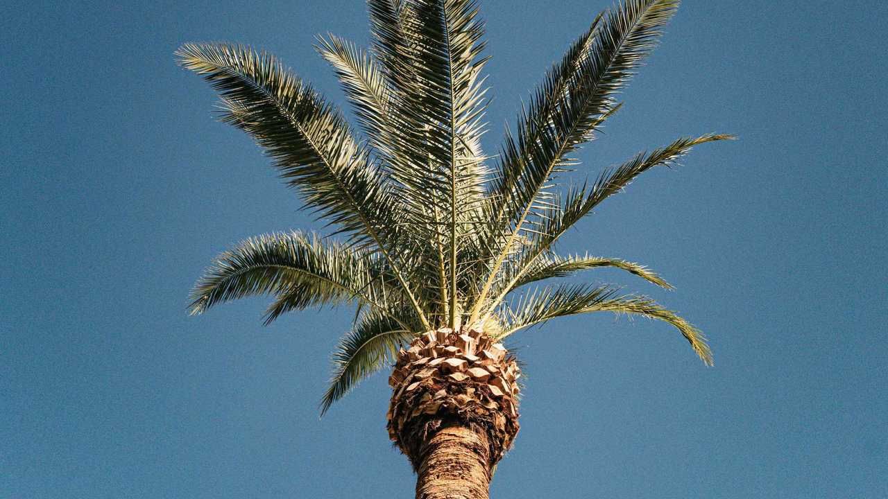 Верхушка пальмы