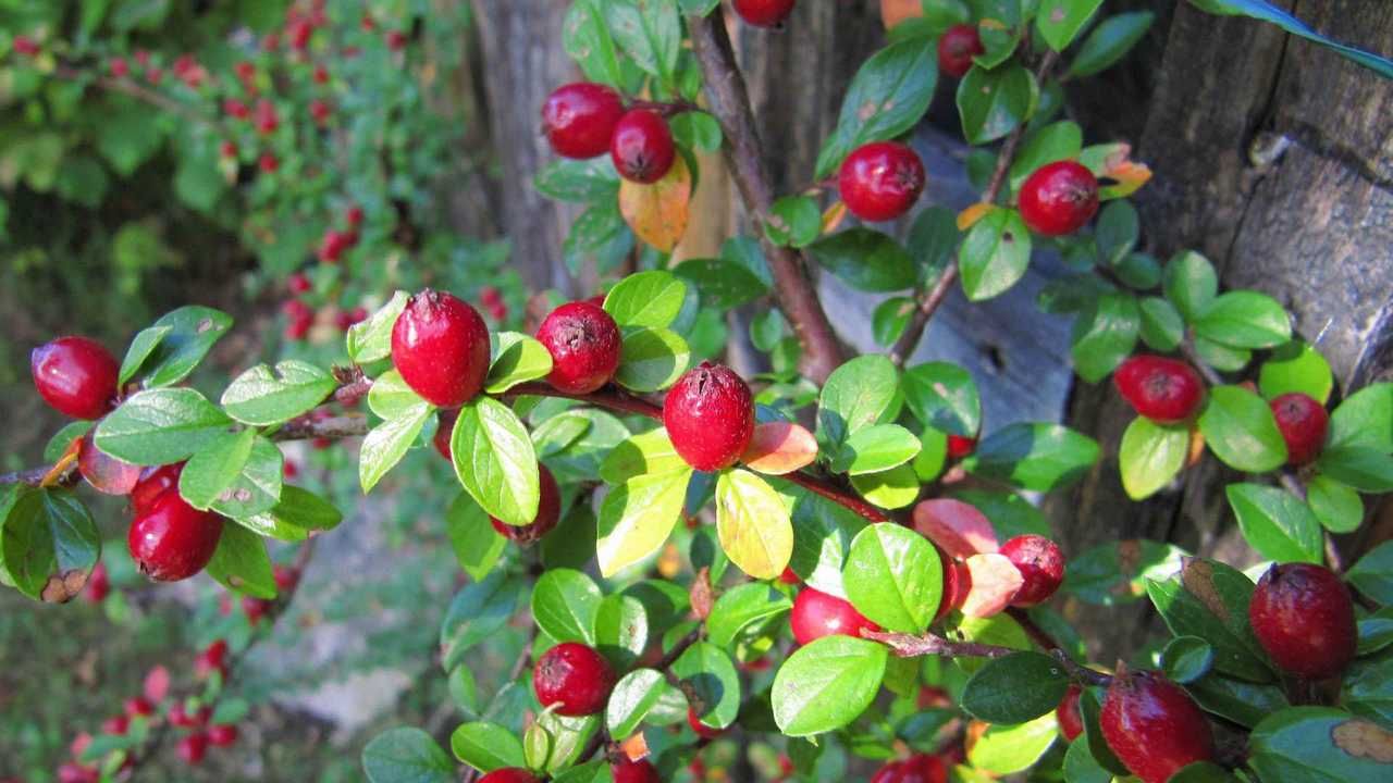 Кусты ягод фото и названия