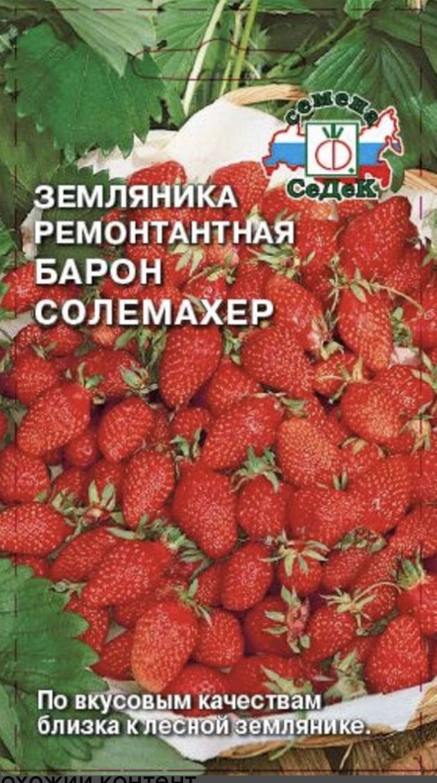 Семена земляника барон солемахер. Земляника Барон Солемахер. Солемахер земляника ремонтантная. Земляника ремонтантная Барон Солемахер. Семена земляники Барон Солемахер.