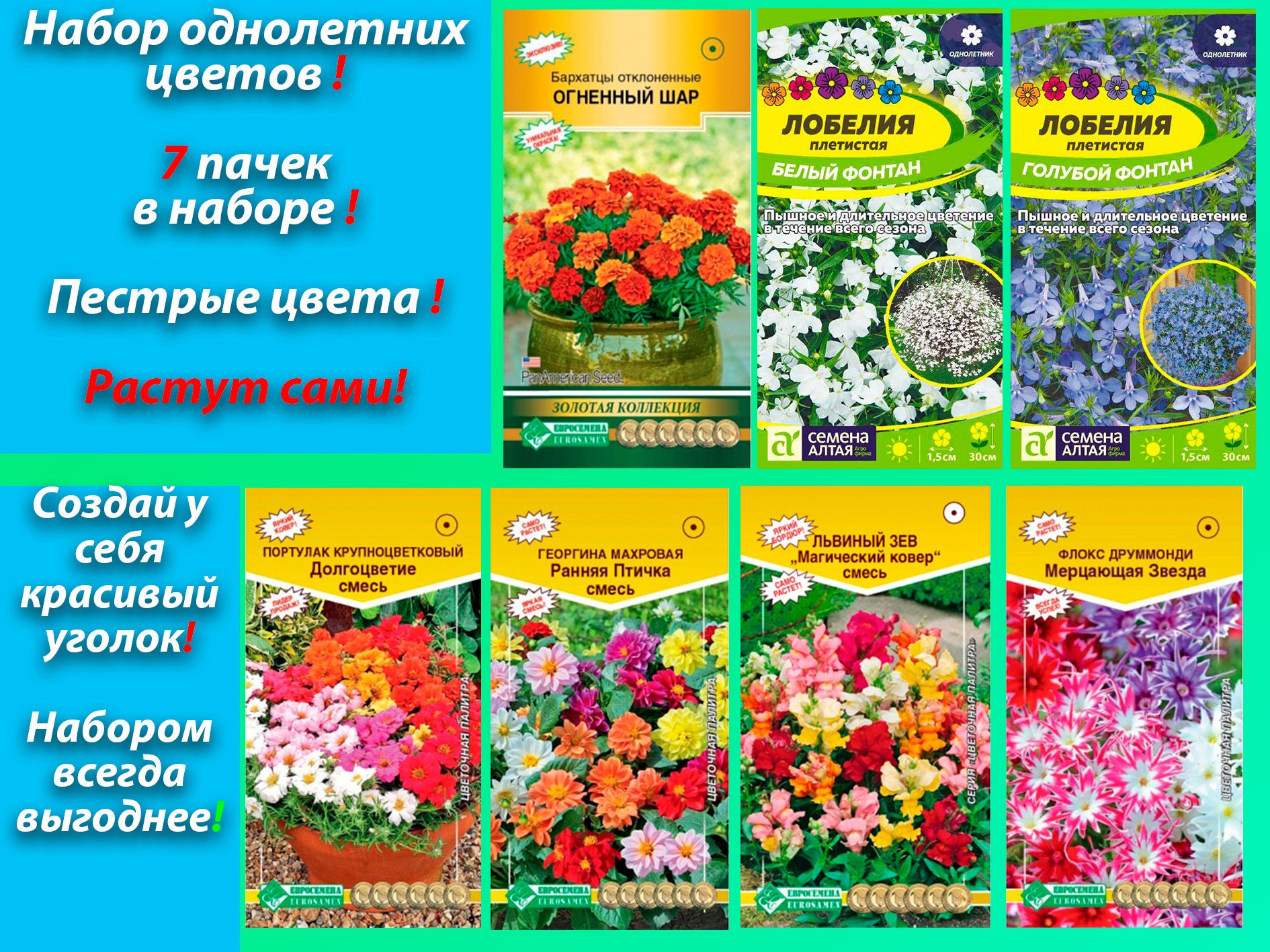 Флоксы Однолетние Купить Семена
