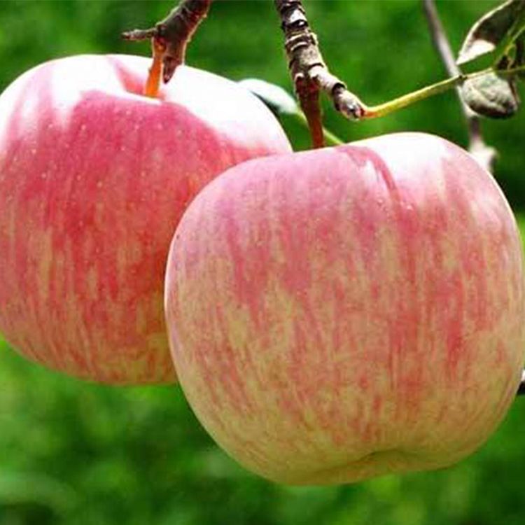 Яблоки сорт фуджи фото и описание