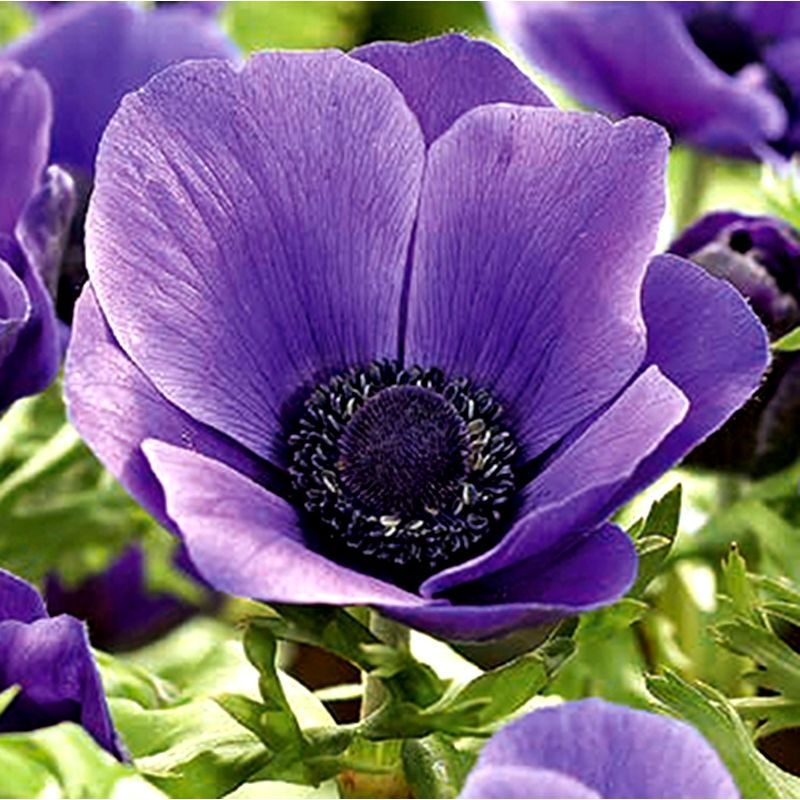 Anemone Fantasy Elsa анемона