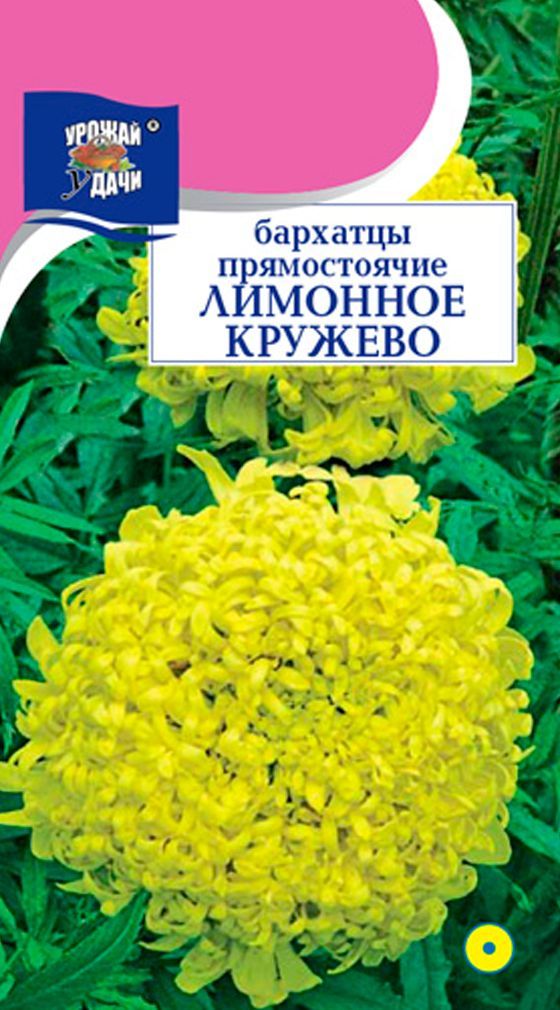 Бархатцы кружево. Бархатцы лимонный Пай. Бархатцы лимонное кружево. Бархатцы лимонные дольки. Бархатцы бурке лимон.