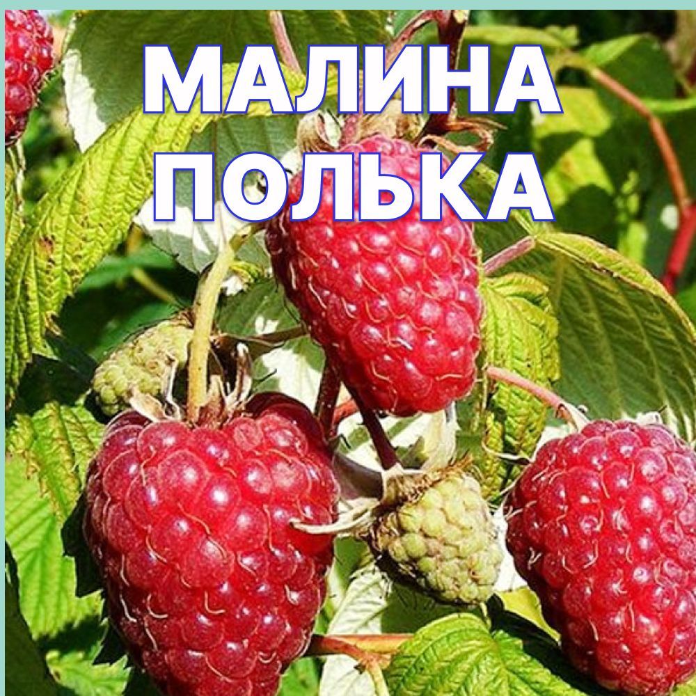 Малина полька. Финская малина. Малина полька описание сорта. Сорт малины полька фото.