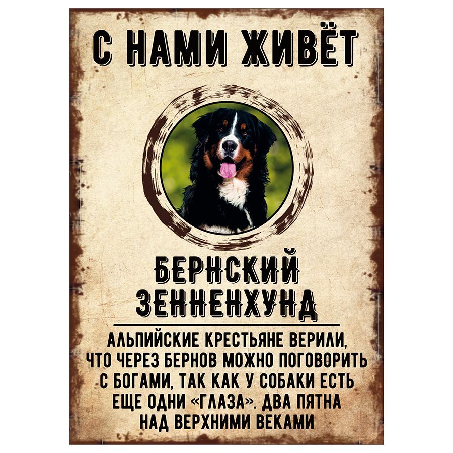 Табличка, декоративная, DANGER DOG, С нами живет Бернский зенненхунд, 18см  х 25см, 25 см, 18 см - купить в интернет-магазине OZON по выгодной цене  (851361771)