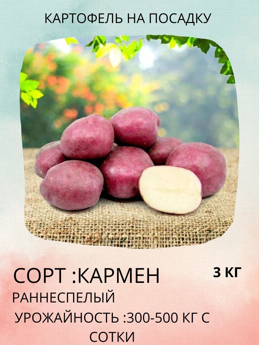 Самохваловичи Семенной Картофель Прайс Лист Цены 2025г