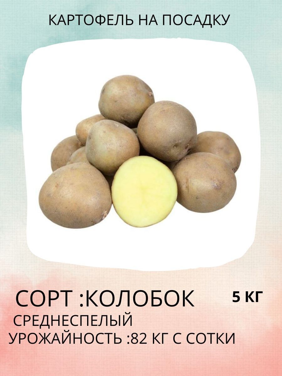 Самохваловичи Семенной Картофель Прайс Лист Цены 2025г