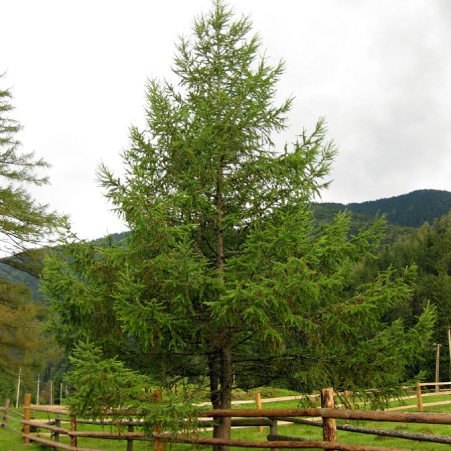 Лиственница Larix kaempferi