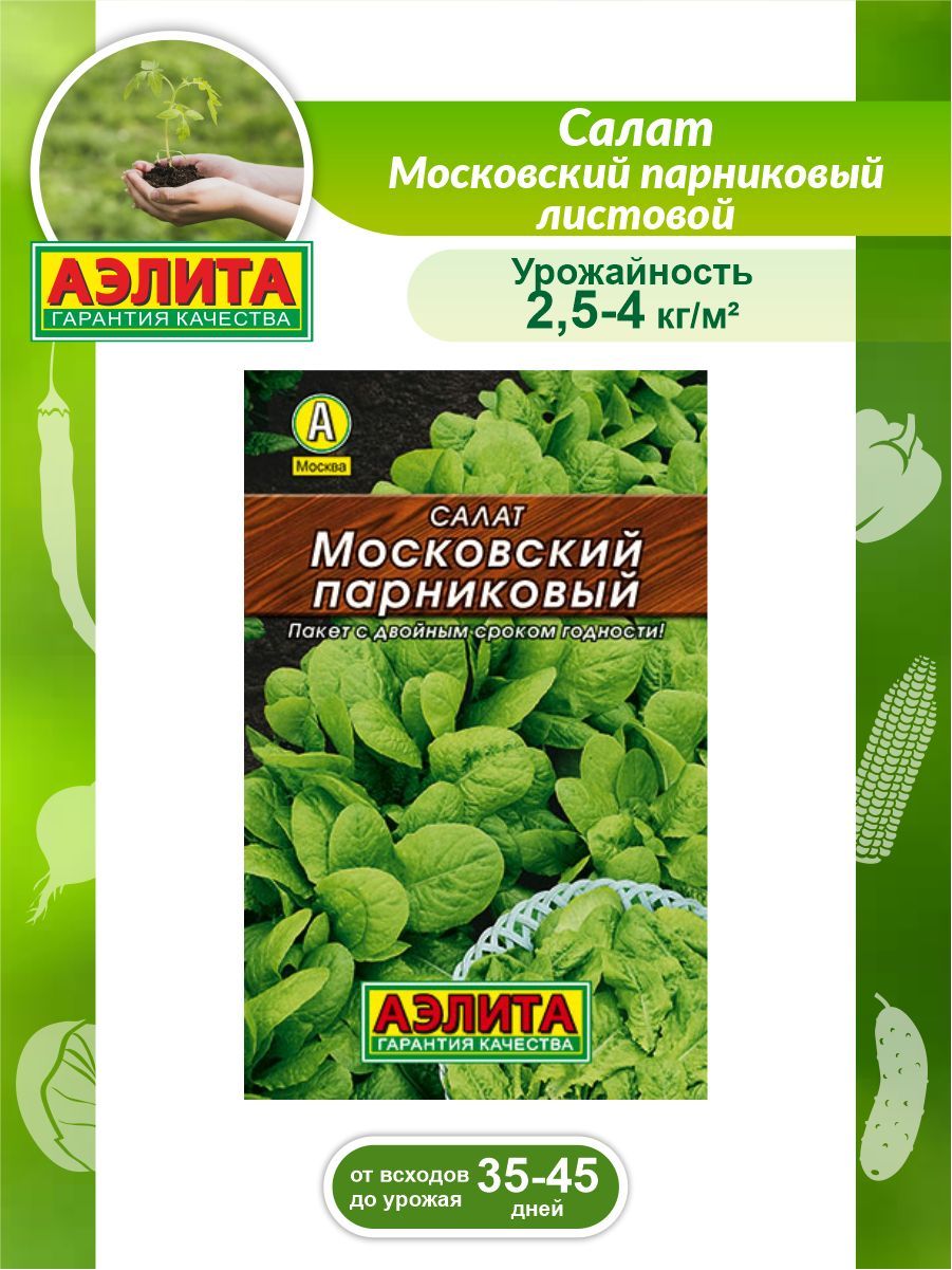 Сорт салата московский парниковый. Салат листовой Московский парниковый. Салат Московский семена. Салат Московский парниковый.